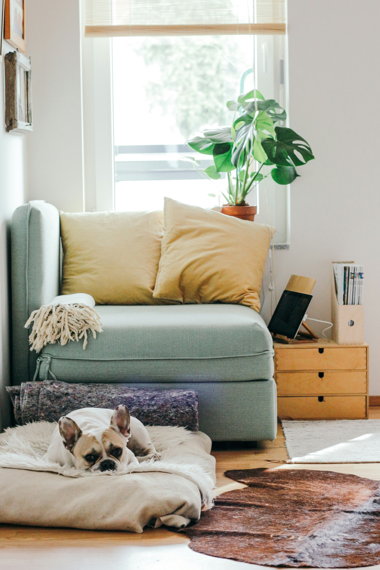 A quiet living room in afternoon light with a dog resting on a cushion